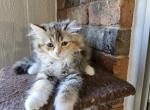 Sophie - Ragdoll Kitten For Sale - Garland, TX, US