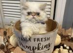 Flame point Himalayan persian boy purple ribbon - Himalayan Kitten For Sale - 