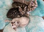 Pooh Bear Litter - Bengal Kitten For Sale - 