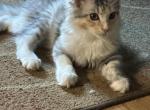 Piper - Maine Coon Kitten For Sale - 