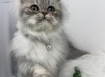 dollface persian kitten - Persian Kitten For Sale - 