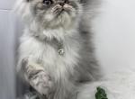 dollface persian kitten - Persian Kitten For Sale - 