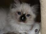 Purple Collar - Ragdoll Kitten For Sale - Saint Paul, MN, US