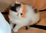 Ariella - Persian Kitten For Sale - 