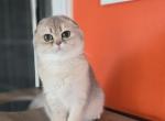 Virginia - Scottish Fold Kitten For Sale - 