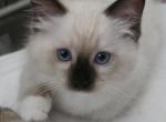 Red Collar - Ragdoll Kitten For Sale - Saint Paul, MN, US