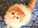 Ronald - Persian Kitten For Sale - 