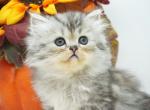 Nella AKA Snuggle Bug - Persian Kitten For Sale - PA, US