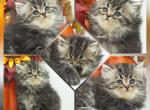 Willow Reduced Ready Now - Persian Kitten For Sale - PA, US