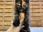 A - Maine Coon Kitten For Sale - Levittown, PA, US