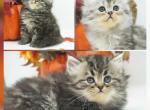 Kittens Ready - Persian Kitten For Sale - PA, US