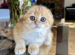 Leo - Scottish Fold Kitten For Sale - Vancouver, WA, US