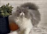 RESERVED Delcie  the lilac and white Persian - Persian Kitten For Sale - 