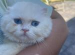 Coco the Scottish Fold Kitty - Scottish Fold Cat For Sale - Clarksburg, MD, US