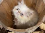 Flame point Himalayan persian girl pink ribbon - Himalayan Kitten For Sale - 