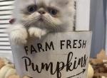 Flame point Himalayan persian girl pink ribbon - Himalayan Kitten For Sale - 