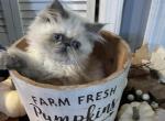 Blue cream torti point Himalayan Persian girl - Himalayan Kitten For Sale - 