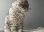 Pippa - Maine Coon Kitten For Sale - 