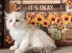 Seal BiColor - Ragdoll Kitten For Sale - Newport, WA, US