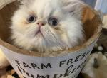 Flame point Himalayan persian boy aqua ribbon - Himalayan Kitten For Sale - 