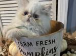 Flame point Himalayan persian boy aqua ribbon - Himalayan Kitten For Sale - Little Egg Harbor Township, NJ, US