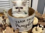 Flame point Himalayan persian boy green ribbon - Himalayan Kitten For Sale - Little Egg Harbor Township, NJ, US