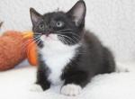 Dash - Domestic Kitten For Sale - Kansas City, MO, US