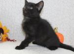 Mochi - Bombay Kitten For Sale - Kansas City, MO, US