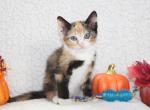 Buttercup - Domestic Kitten For Sale - Kansas City, MO, US