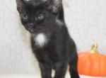 Hazel - Bombay Kitten For Sale - Kansas City, MO, US