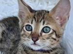 Cleo - Savannah Kitten For Sale - 