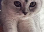 Molly - Scottish Fold Kitten For Sale - 