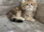 Baby - British Shorthair Kitten For Sale - 