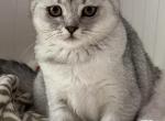 Chanel - Scottish Fold Kitten For Sale - 