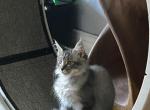 Rivertowns Penny - Maine Coon Kitten For Sale - 