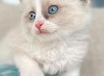 Bueatiful Ragdoll Boy - Ragdoll Kitten For Sale - 