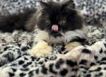 Black and White Male - Persian Kitten For Sale - Norman, OK, US