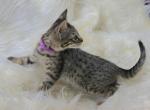 Miss Purple F6 - Savannah Kitten For Sale - Lakeland, FL, US