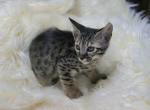 Miss Pink F6 - Savannah Kitten For Sale - Lakeland, FL, US