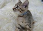 Mr Blue F6 - Savannah Kitten For Sale - 