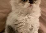 Cali Sealy Sushi II - Persian Kitten For Sale - Cleveland, OH, US