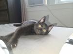 Salem - Domestic Kitten For Sale - Claymont, DE, US