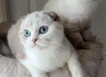 Scottish Fold Shorthair brothers - Scottish Fold Kitten For Sale - 