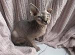 Tina - Sphynx Cat For Adoption - 