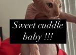 Caeser - Sphynx Cat For Sale - 