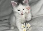 Lovie - Domestic Kitten For Sale - Methuen, MA, US