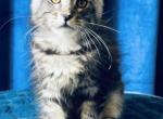 Pure Main Coon Silver Female - Maine Coon Kitten For Sale - FL, US