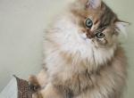 Zara chinchilla long hair - Scottish Straight Kitten For Sale - Naperville, IL, US