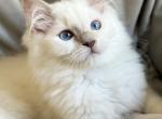 Available kittens - Ragdoll Kitten For Sale - Boston, MA, US