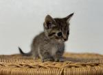 Little Lisa - Munchkin Kitten For Sale - 